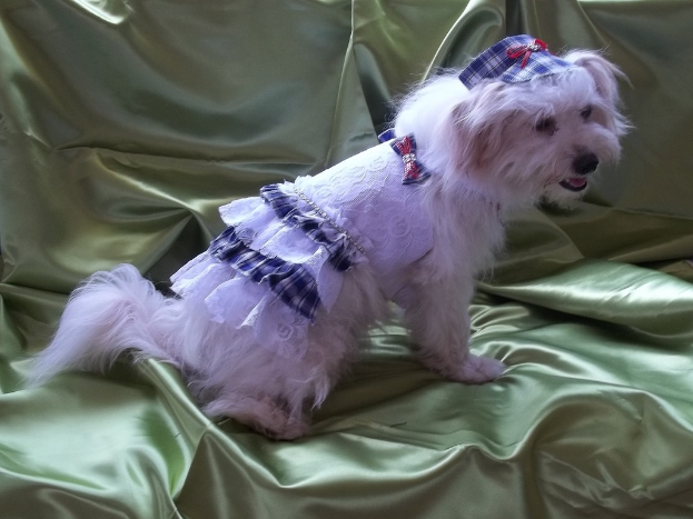Ein Hund in Kostüm sitzt auf einem Stück Stoff.