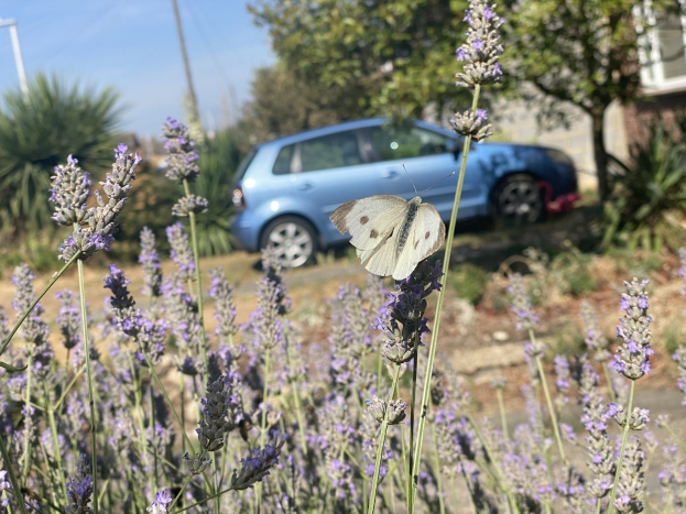 Blauer Wagen vor einem Lavendelfeld mit einer weißen Schmetterlings auf einer Blume, Bäumen, Pfählen und einem unscharfen Gebäude im Hintergrund.