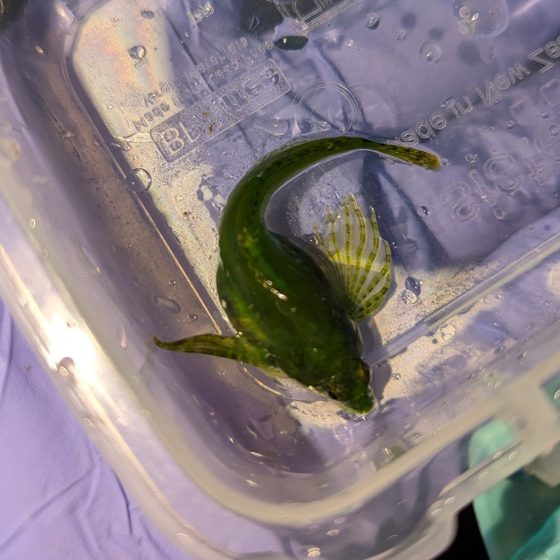 Ein kleiner grüner Fisch schwimmt in einem Plastikbehälter mit Wasser, mit einem Tuch am Boden.