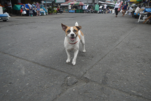 Ein Hund spaziert auf einer Straße vor einem Markt vorbei, umgeben von Menschen mit Taschen, Fahrzeugen, Ständen, Schirmen und anderen Gegenständen im Hintergrund unter einem klaren blauen Himmel.