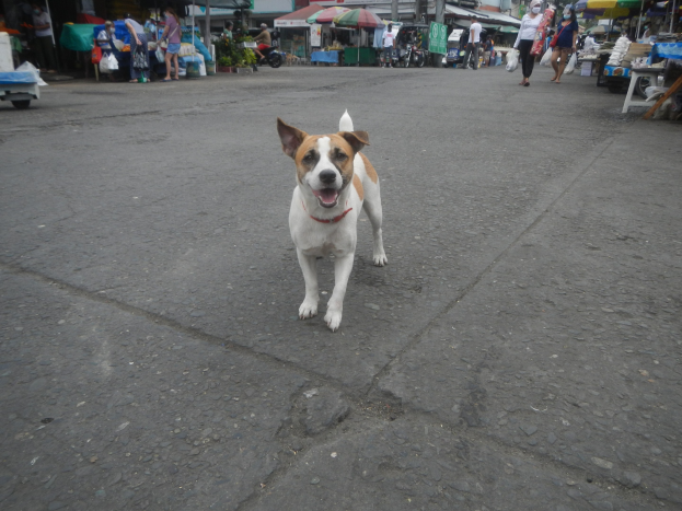 Ein Hund spaziert auf einer Straße vor einem Markt vorbei, umgeben von Menschen mit Taschen, Fahrzeugen, Ständen, Schirmen und anderen Gegenständen im Hintergrund unter einem klaren blauen Himmel.