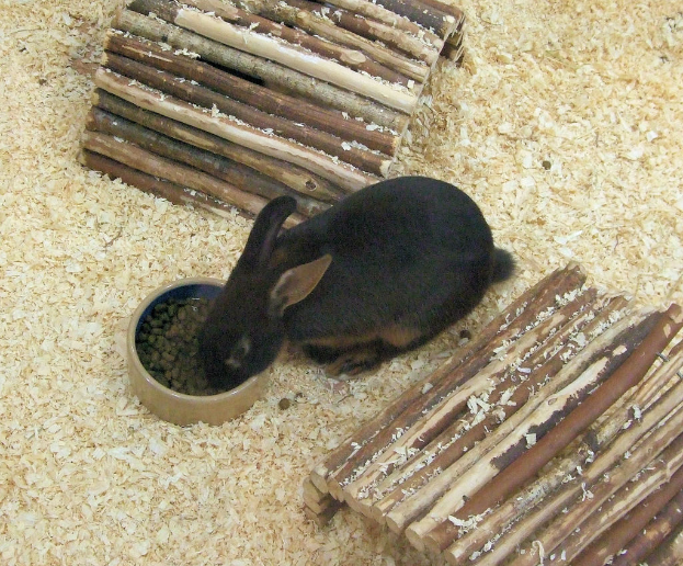 Ein Kaninchen frisst Nahrung in der Nähe von hölzernen Bauen.