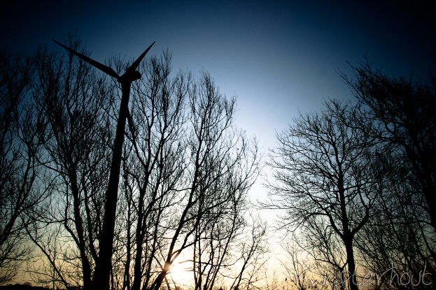 Eine Windmühle vor vielen trockenen Bäumen unter einem blauen Himmel.
