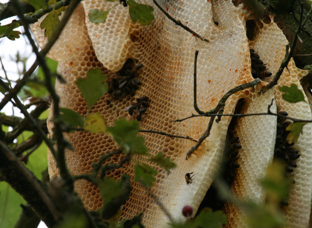 Mehrere Bienenstöcke sind unter Bäumen platziert, mit Honigbienen in der Nähe.