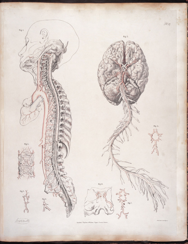 Ein offenes altes Buch mit einer detaillierten anatomischen Zeichnung eines menschlichen Gehirns und der Wirbelsäule mit ausstrahlenden Nerven und Arterien, vor klassischer Typografie.