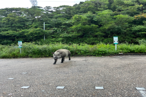 Ein Wildschwein, das über einen Parkplatz neben einem Wald läuft, mit Bäumen und Pflanzen im Hintergrund.