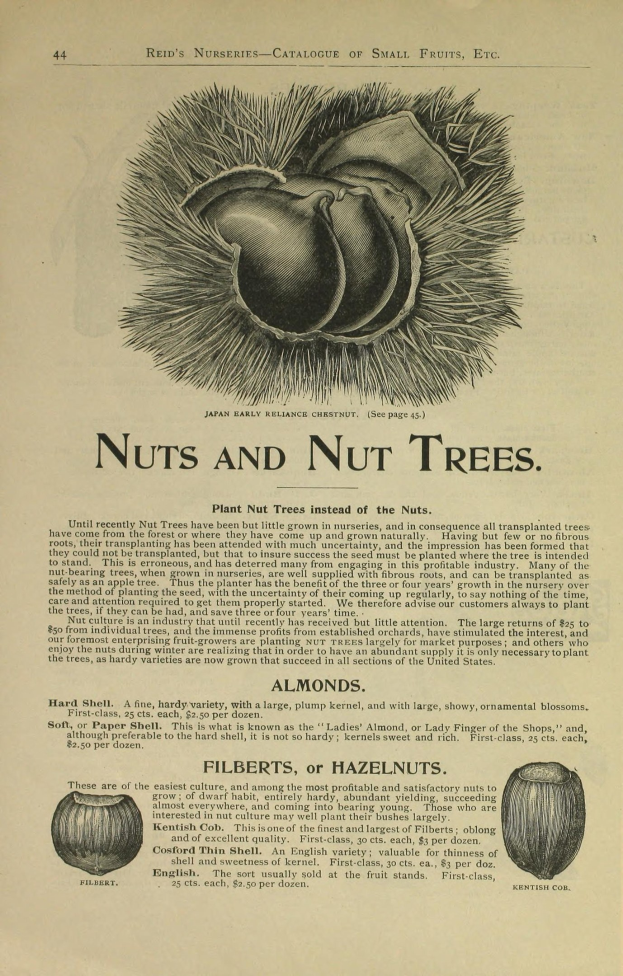 Nahaufnahme eines alten Buches mit Illustrationen und Text über verschiedene Arten von Nüssen und Nussbäumen.