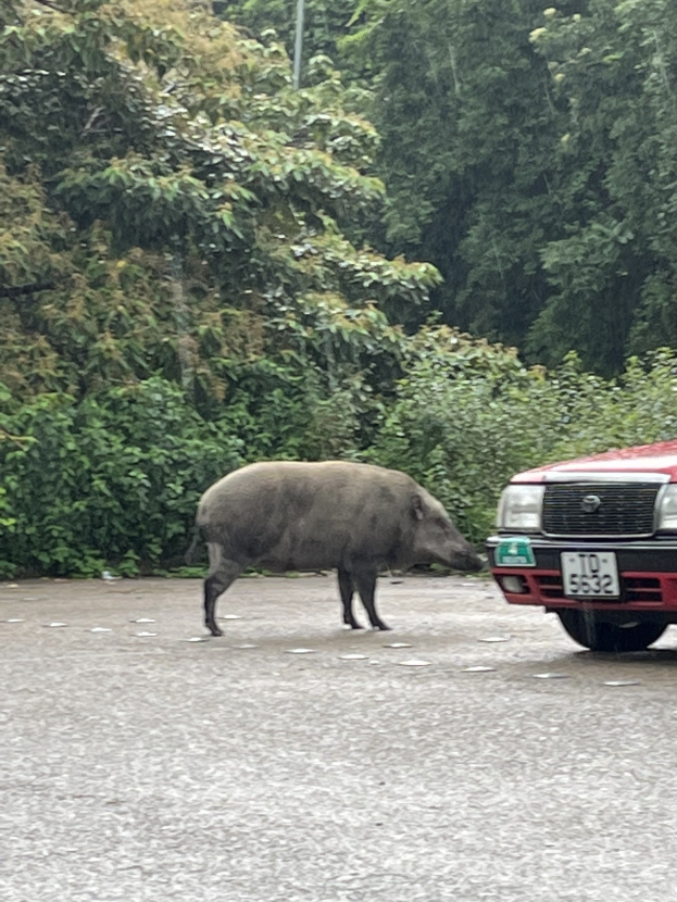 Wildschwein überquert Straße vor einem roten Auto, mit Bäumen im Hintergrund.