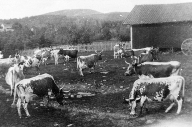 Eine Herde Kühe auf einer Wiese neben einem Bauernhof, mit einem Wagen auf der rechten Seite, einem Zaun im Hintergrund, Bäumen, Hügeln und einem klaren Himmel.