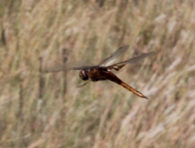 Eine Libelle mit ausgebreiteten Flügeln, die über ein Feld hoher Gräser fliegt.