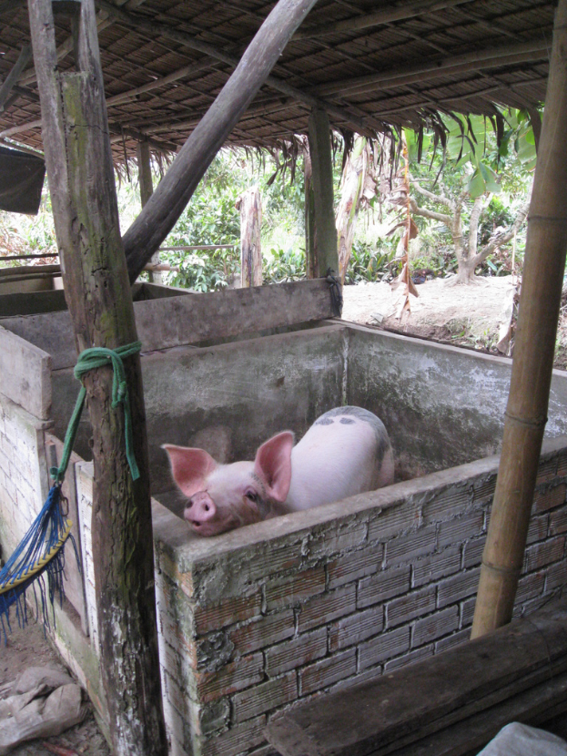 Ein rotes Schwein steht in einer Holzdach-umgebenen Umzäunung.