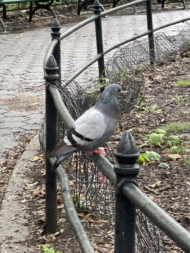 Eine Taube sitzt auf einem Metallzaun in einem Park, mit grünem Gras und welken Blättern darunter, Bänken und Bäumen im Hintergrund.