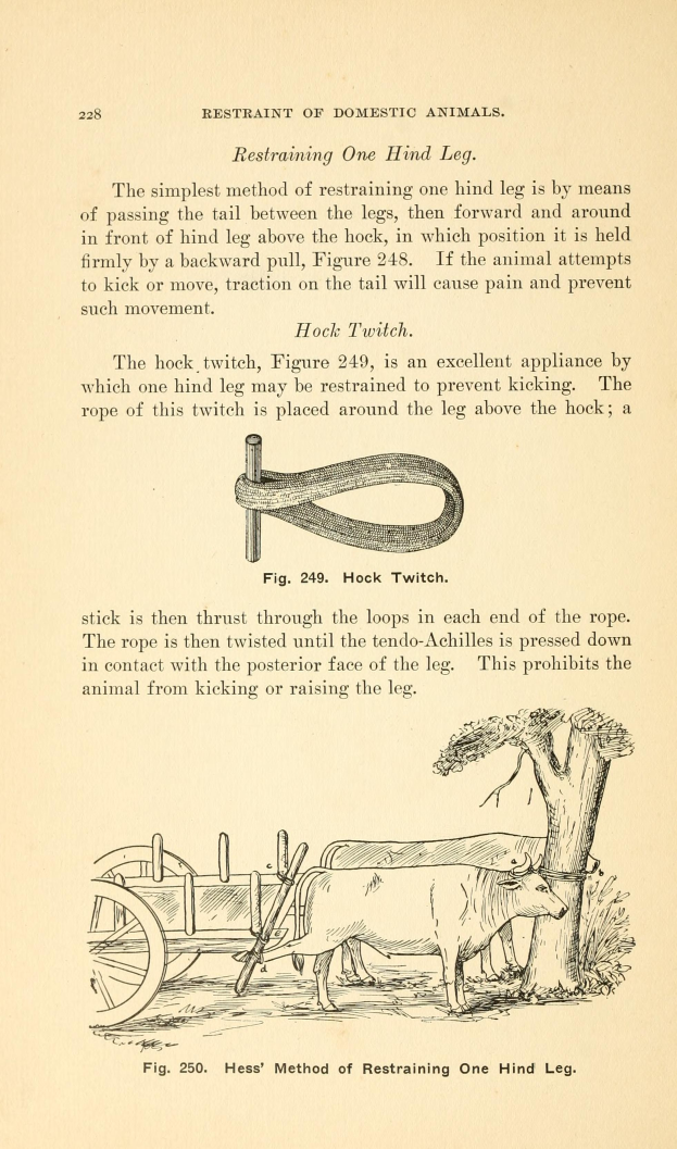 Ein altes Buch mit einer Illustration einer Kuh, die einen Wagen zieht, mit einem Baum im Hintergrund und der Inschrift "Einschränkung von Haustieren" auf der Seite.