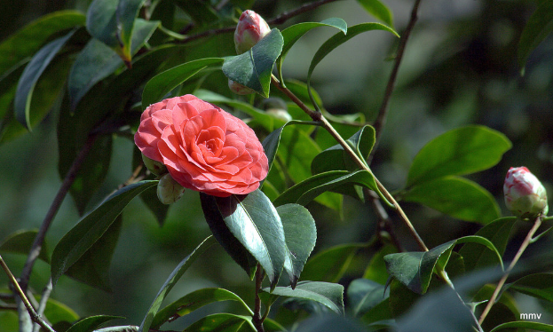 Ein rotes Blumenpflänzchen mit einem unscharfen Hintergrund und einem Wasserzeichen in der rechten unteren Ecke.