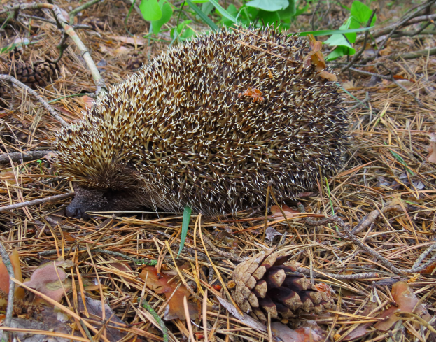 Ein Igel liegt auf dem Boden in einem bewaldeten Gebiet umgeben von trockenen Blättern, Zweigen und Pflanzen.