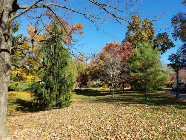Ein Park mit Bäumen, heruntergefallenen Herbstblättern auf dem Boden, einer Straße mit Fahrzeugen, Laternenpfählen, Gebäuden im Hintergrund und einem sichtbaren Himmel darüber.