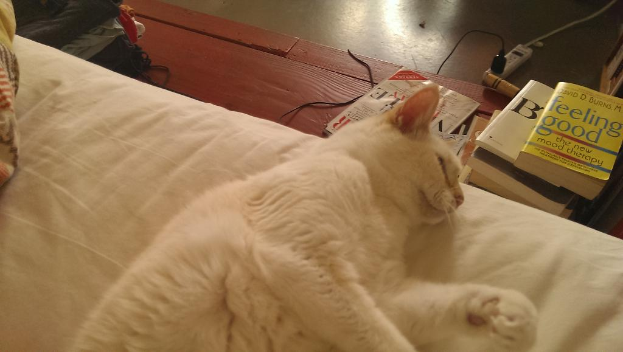 Eine Katze liegt auf einem Bett mit verstreuten Büchern, einem Kabel und Kleidung, mit einem Holzfußboden im Hintergrund.