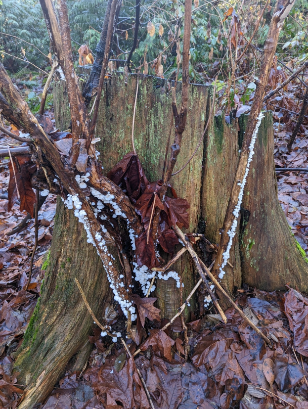 Ein schneebedeckter Baumstumpf mit Blättern, umgeben von Bäumen in einem winterlichen Wald.